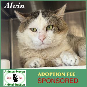 Alvin, Adult Male unknown