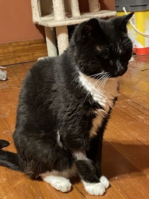 Tom, Senior Male Domestic Medium Hair