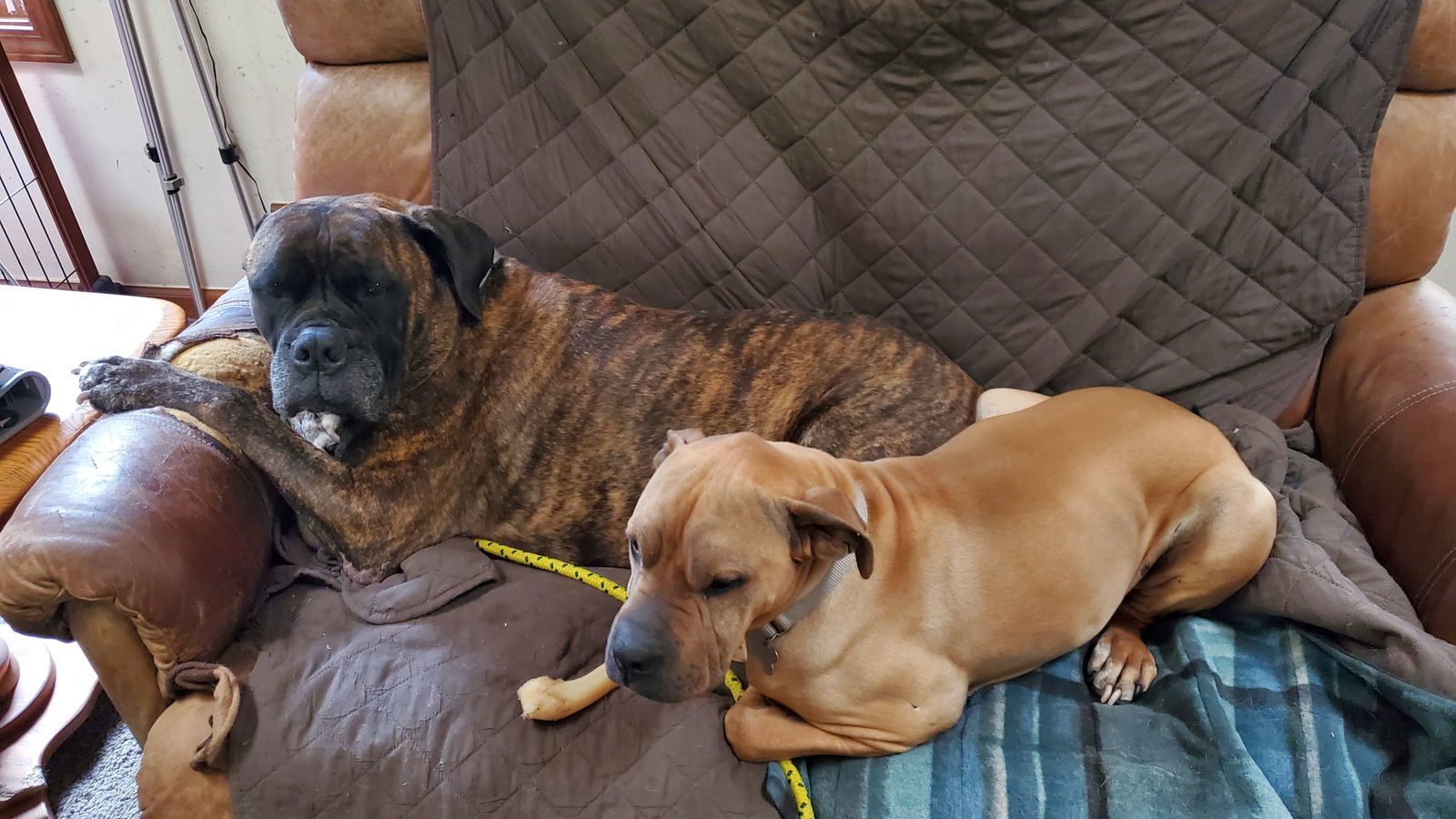 Dozer