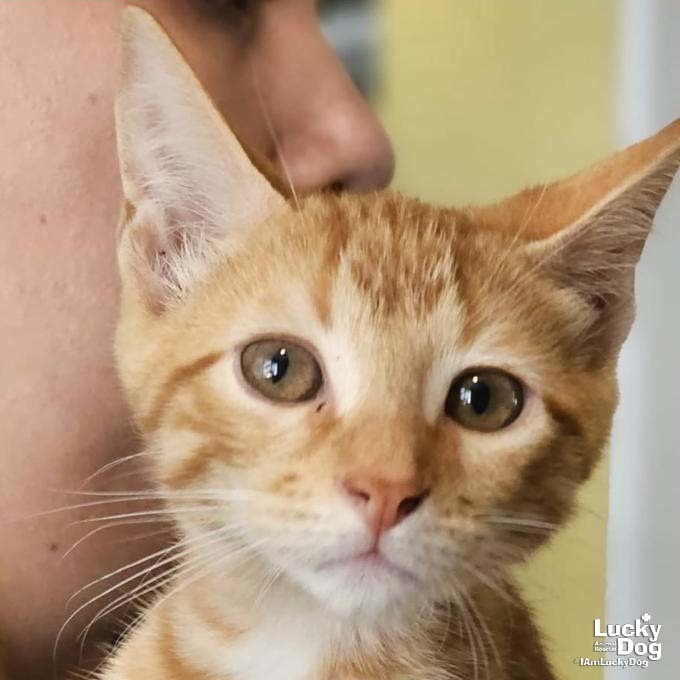 Baby Garfield