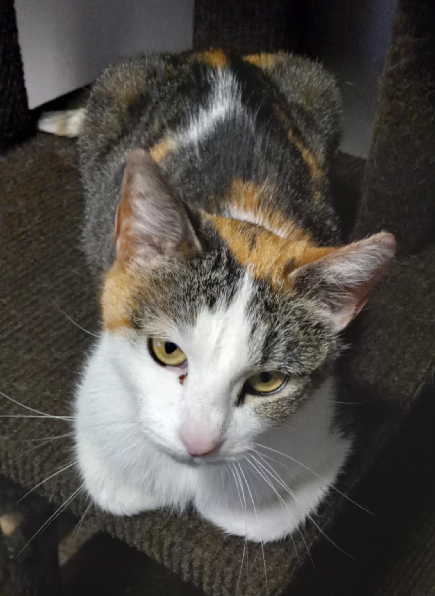Daisy