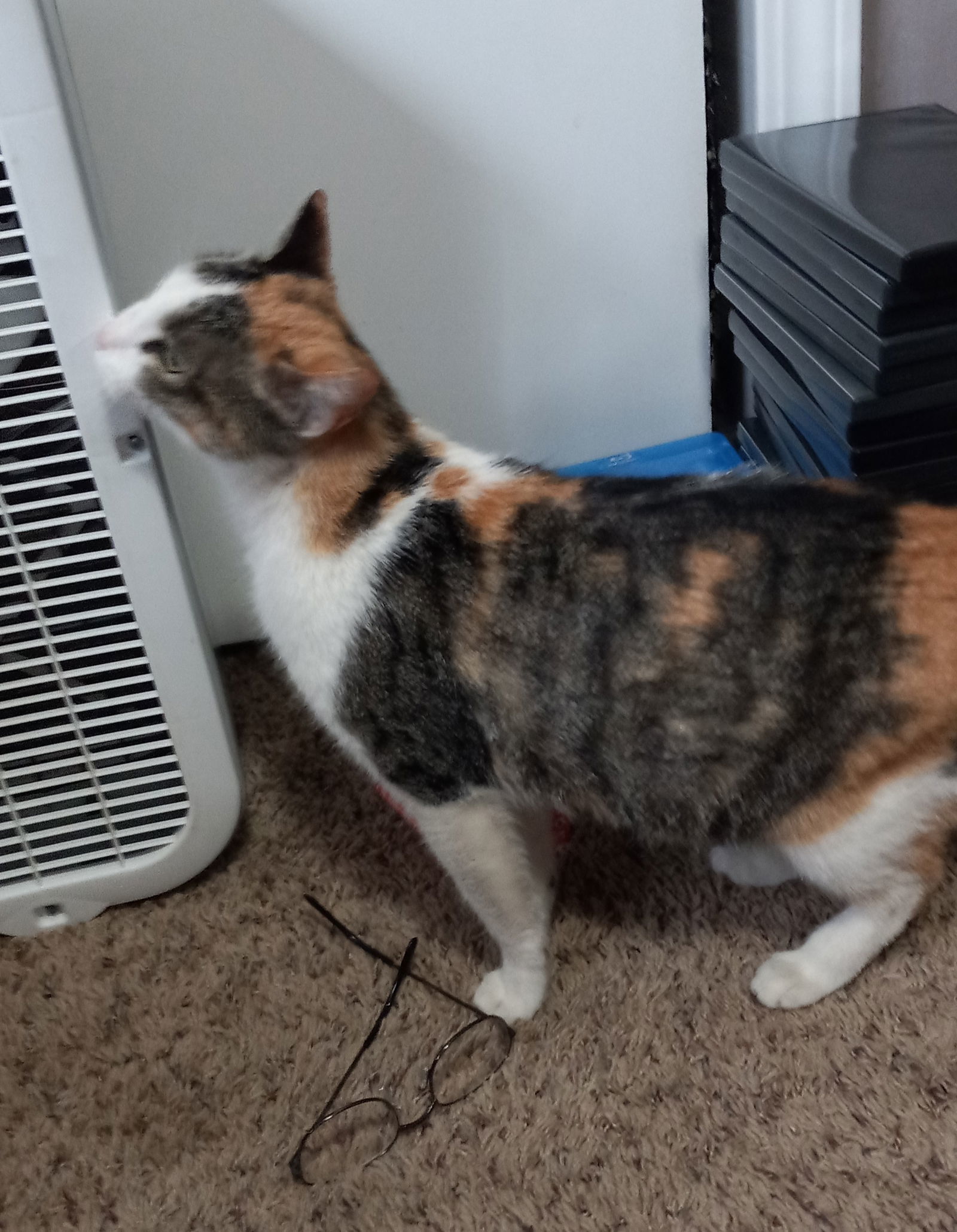 Daisy