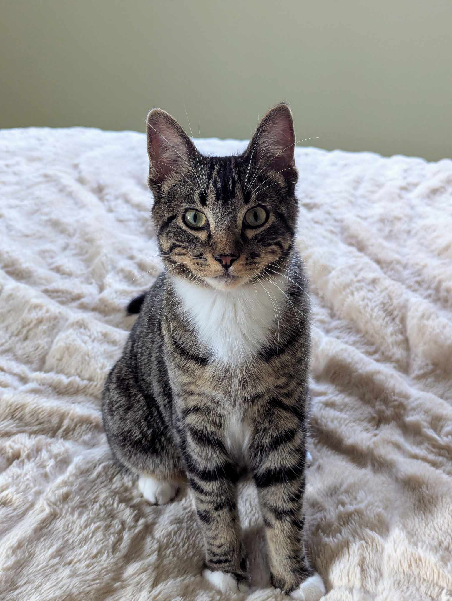Shepherd, an adoptable Domestic Short Hair in Alexandria, MN, 56308 | Photo Image 1