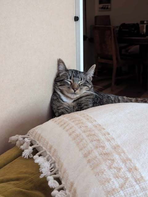 Shepherd, an adoptable Domestic Short Hair in Alexandria, MN, 56308 | Photo Image 2