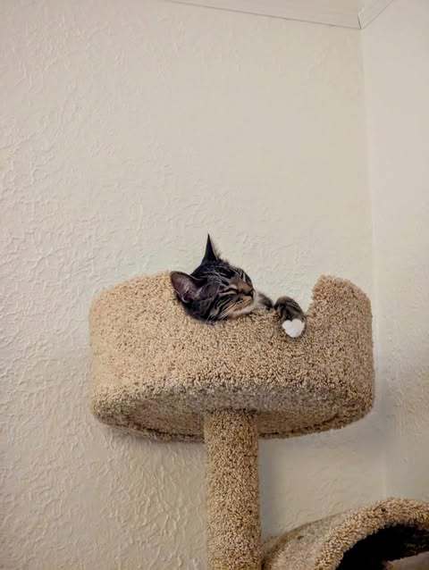 Shepherd, an adoptable Domestic Short Hair in Alexandria, MN, 56308 | Photo Image 3