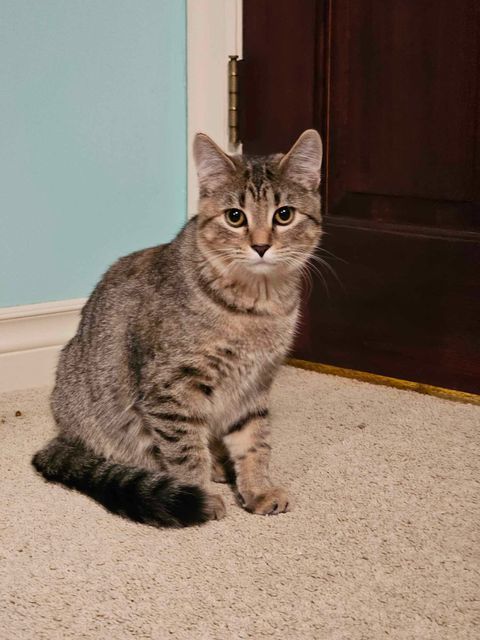 Michaela, an adoptable Domestic Short Hair in Alexandria, MN, 56308 | Photo Image 1
