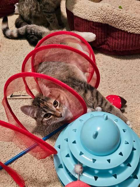 Michaela, an adoptable Domestic Short Hair in Alexandria, MN, 56308 | Photo Image 2