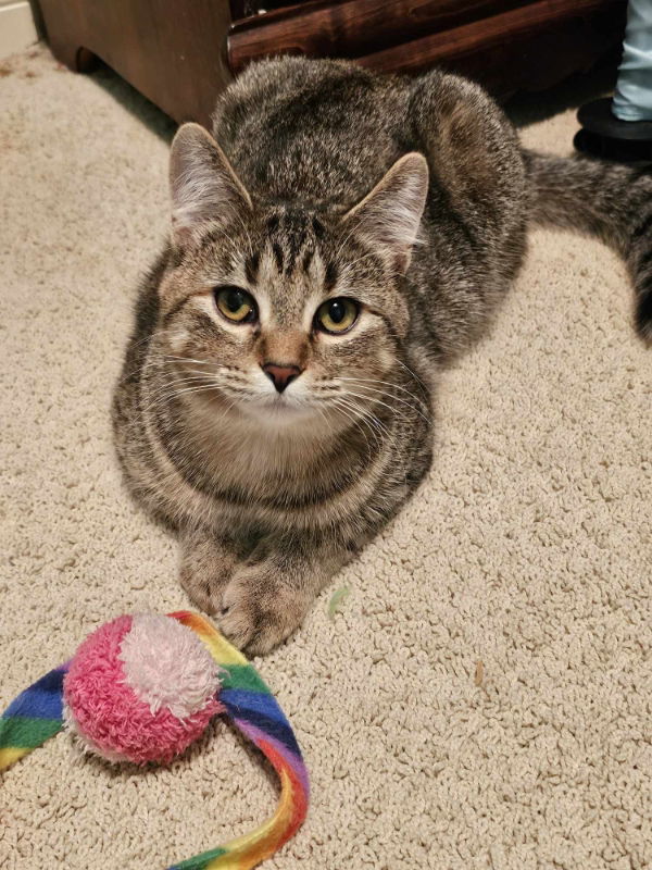 Michaela, an adoptable Domestic Short Hair in Alexandria, MN, 56308 | Photo Image 3
