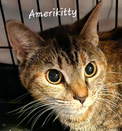 Ameri Kitty 5286