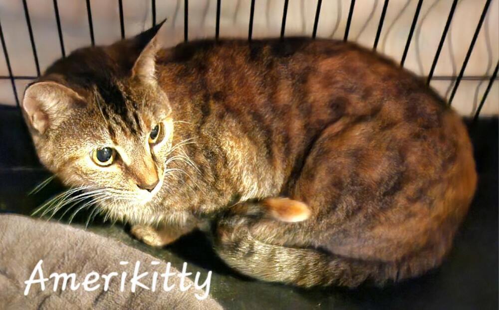 Ameri Kitty 5286