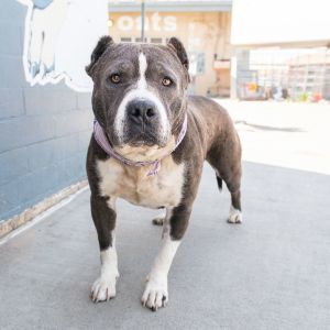 A5690357 Meet Luna  a 6-year-old Pitbull sweetheart whos as soft and squishy on the inside as she