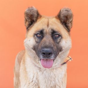 A5689395 Meet Teddy  a 5-year-old German ShepherdAkita mix with a stunning toasted golden coat l