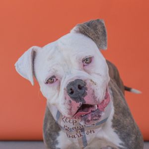 A5689231 Meet Monnie  a 5-year-old American Bulldog with warm loving eyes and a one-of-a-kind bri