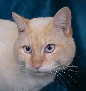A5688205 Kitty is a gorgeous male cat whose owner surrendered him to the Baldwin Park Animal Care C