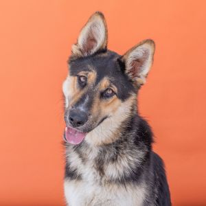 A5628174 Meet Wally  a 1-year-old German Shepherd with classic good looks and a heart full of love 