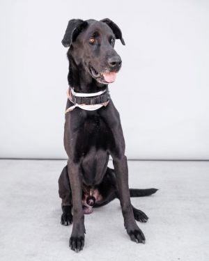 A5689634 Meet Max  a stunning 3-year-old Great DaneLabrador Retriever mix with a sleek jet-black c