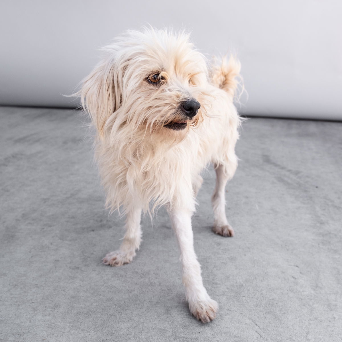 FLUFFY, an adoptable Terrier, Maltese in Pasadena, CA, 91102 | Photo Image 1