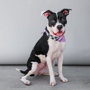 A5690293 Amtrak has all that adorable puppy attitude but has some training Such a pretty face with