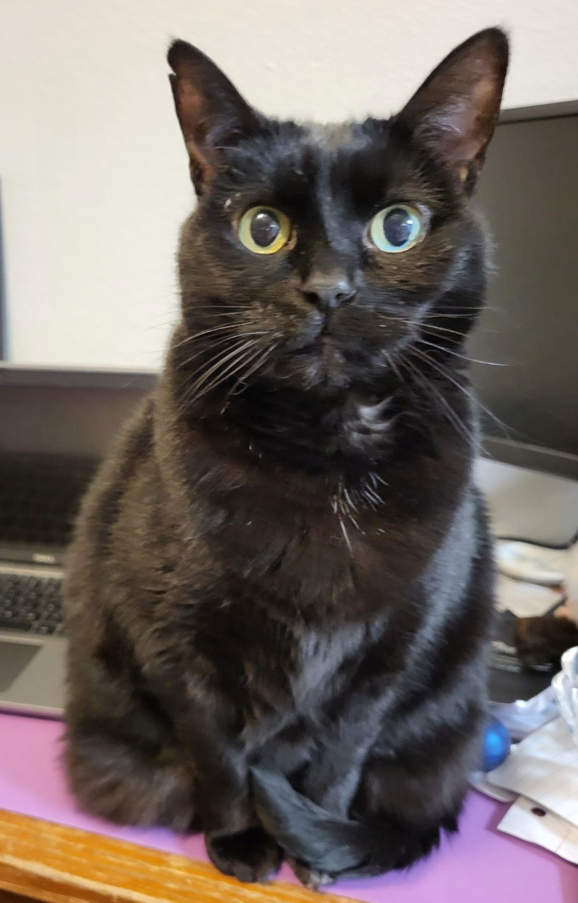 Sparta, an adoptable Domestic Short Hair in Fort Collins, CO, 80524 | Photo Image 1