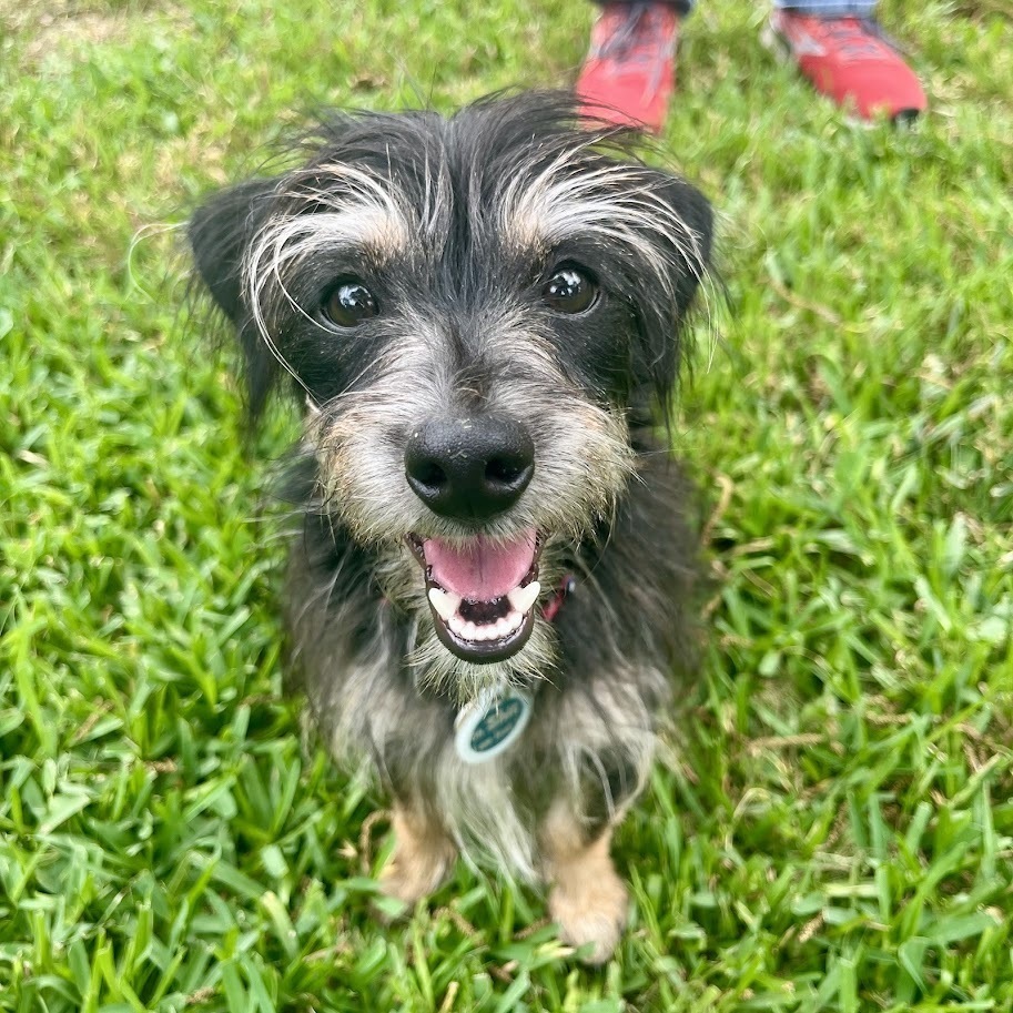 Enzo