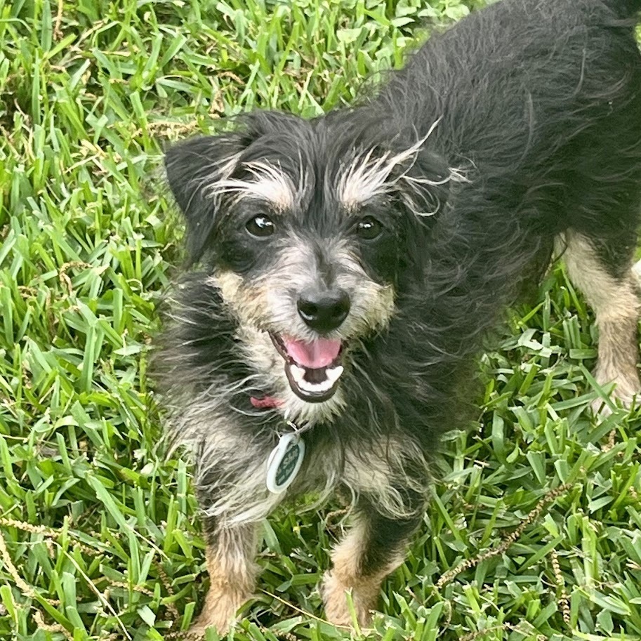 Enzo