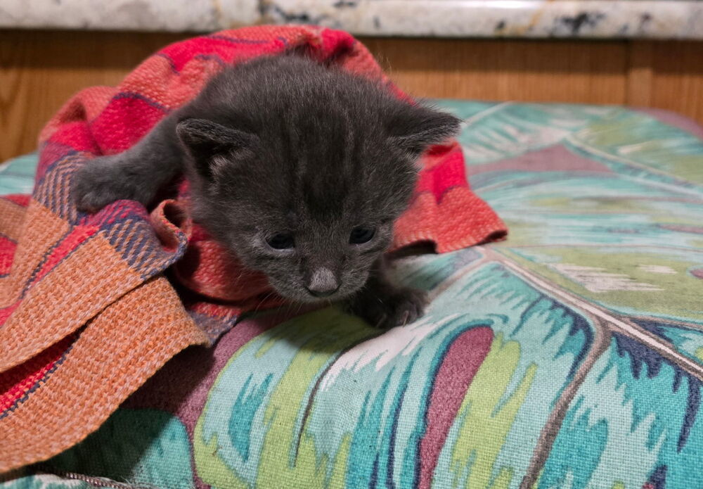 Figaro