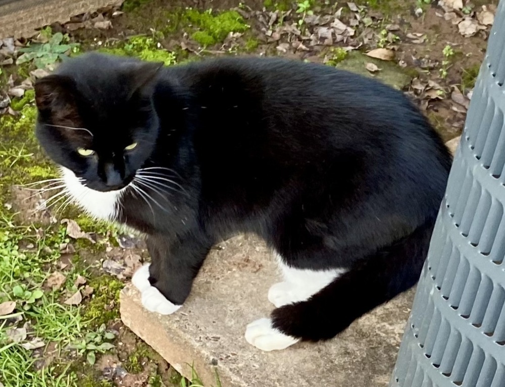 Tux, an adoptable Domestic Short Hair in Bossier City, LA, 71111 | Photo Image 1