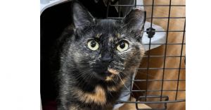 Winnie, Young Female Domestic Short Hair