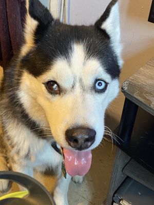 Senior Alert Meet Kazu This handsome 9-year-old guy is looking for a loving forever home About