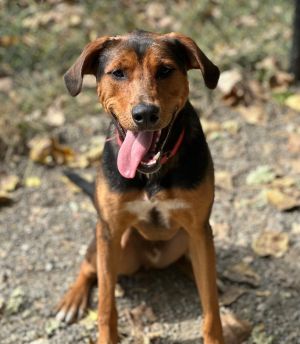 Douglas Hound Dog