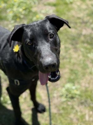Birthdate 03112024 Breed One of a kind Weight 80 lbs Pogo is the ultimate definition of fun and