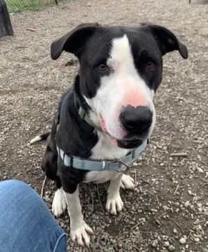 Birthdate 03072022 Breed One of a kind Weight 70 lbs Check out my Video Love  Wiggles Are you