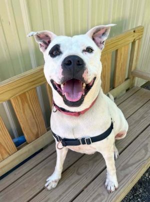Birthdate 41620 Breed One of a kind Weight 61lbs Hawaii is pure sunshine in dog formsweet affe