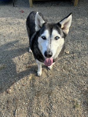 Nala Husky Dog