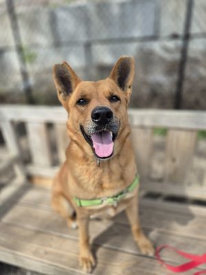 Birthdate 12292022 Breed One of a kind Weight 60lbs Meet Newton this sweet and cuddly pup has 