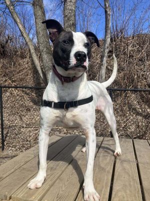 Roscoe Pointer Dog