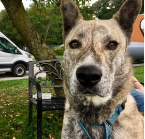 Skywalker Cattle Dog Dog