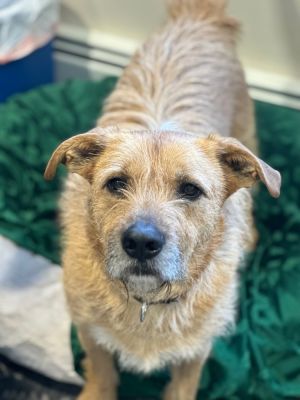 Evan Terrier Dog