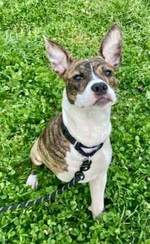 THREE-LEGGED FLOWER WILL BLOOM WITH YOUR ADOPTION Meet Flower a sweet and courageous three-legged d