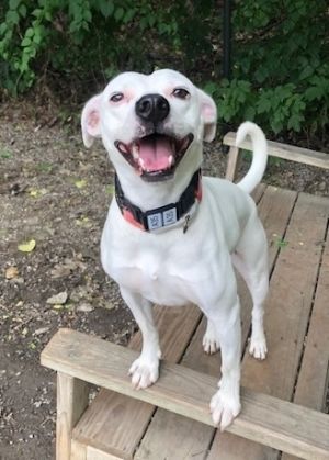 Kabocha Terrier Dog