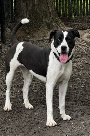 Majesty Mixed Breed Dog