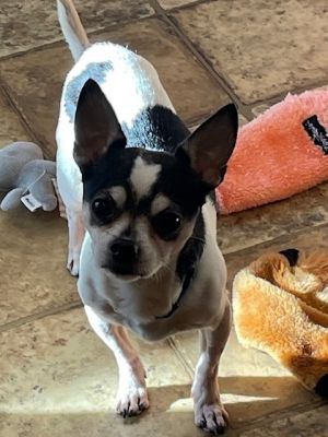 Please note that Henry is a courtesy post and is not located at or affiliated with Paws Crossed Ani