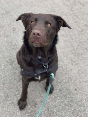 Birthdate 10222021 Breed One of a kind Weight 55 lbs Meet Spirit hes got a lovable and goofy 