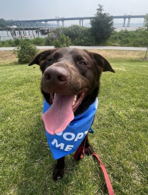 Birthdate 10222021 Breed One of a kind Weight 66 lbs Meet Spirit hes got a lovable and goofy 