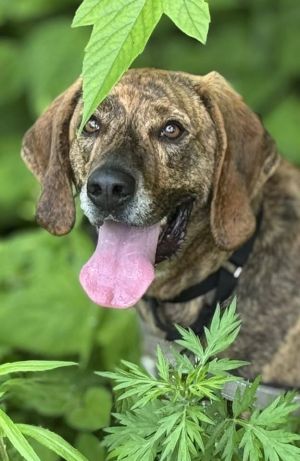 Tater Plott Hound Dog