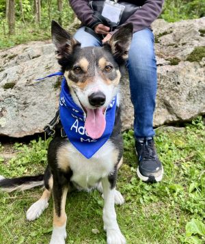 Bella Border Collie Dog
