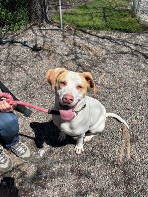 Birthdate 11012022 Breed One of a kind Weight 70lbs Jimmy is a sweet happy-go-lucky pup with t