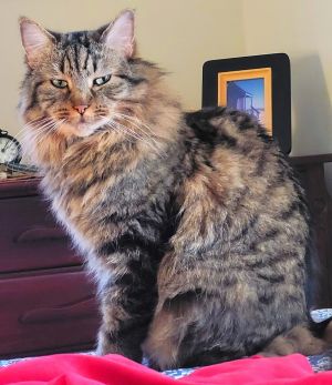 Birthdate 06152016 Breed One of a kind IM THE PET OF THE WEEK Check out my Video Enjoying s