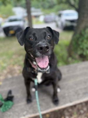 Bagheera Labrador Retriever Dog