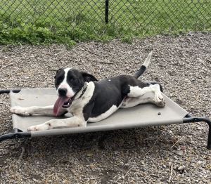 Birthdate 06202024 Breed One of a kind Weight Still growing Meet Munchkin The Spotted Sweethea